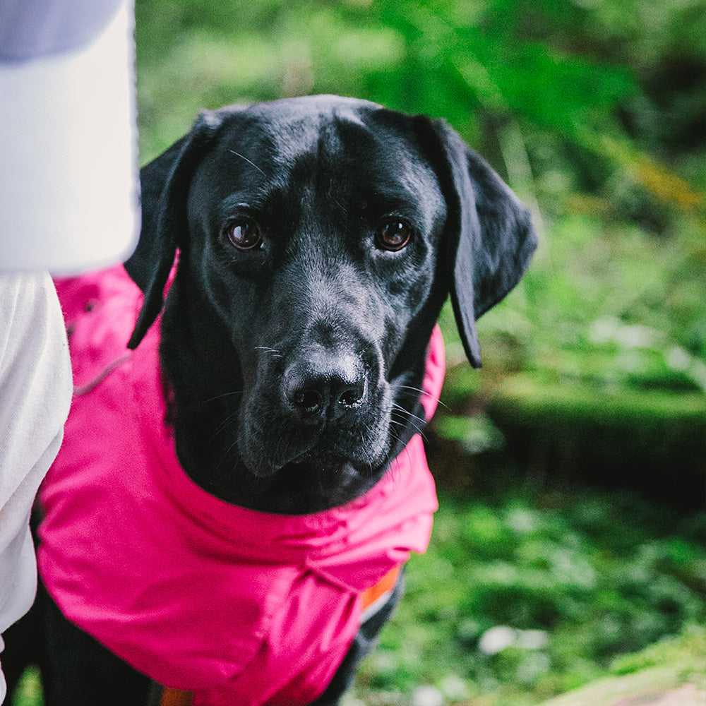 Dog Coats Small Waterproof,Warm Outfit Clothes Dog Jackets Small,Adjustable Drawstring Warm And Cozy Dog Sport Vest-（pink，size L）