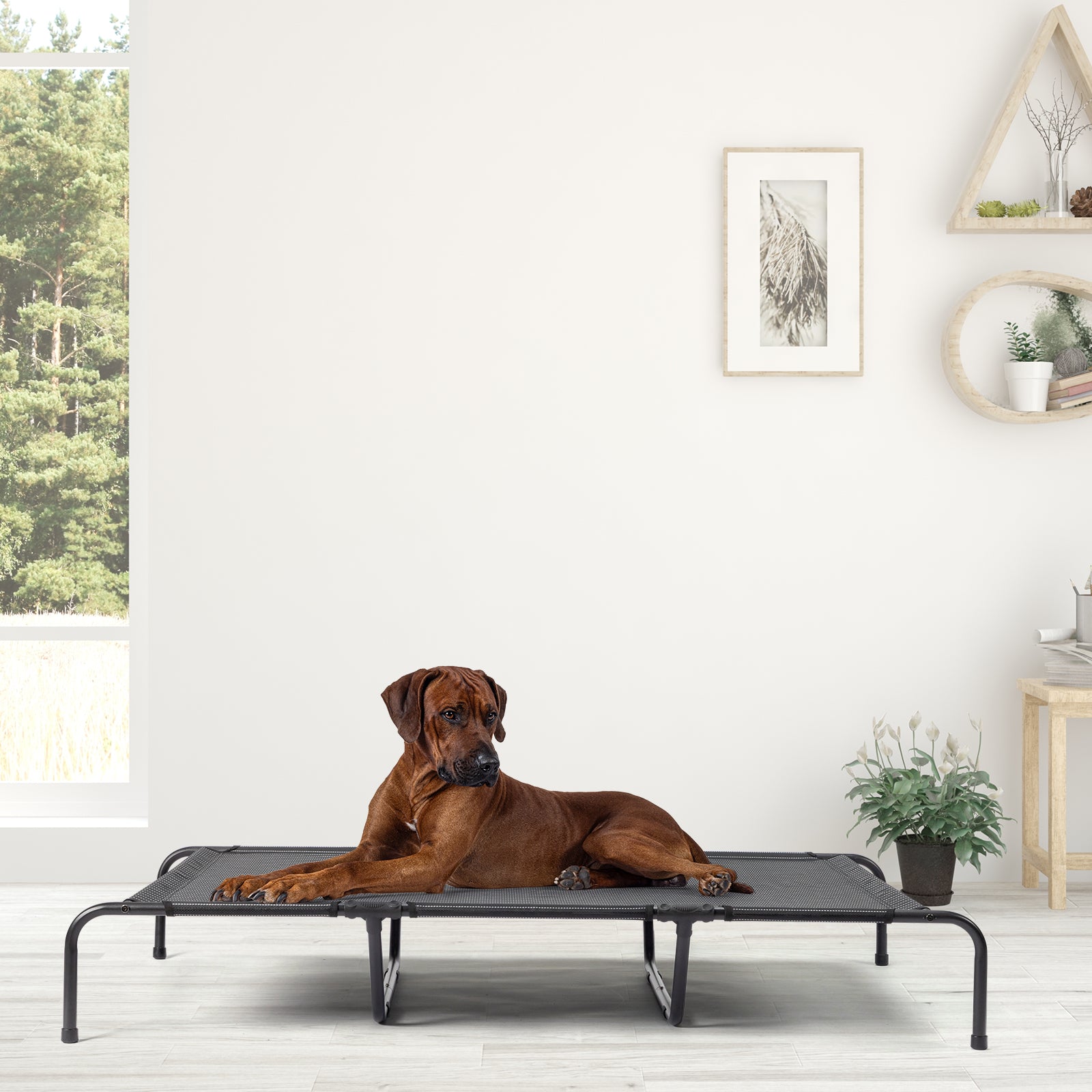 60"D x 37"W x 9"H  Dog Bed